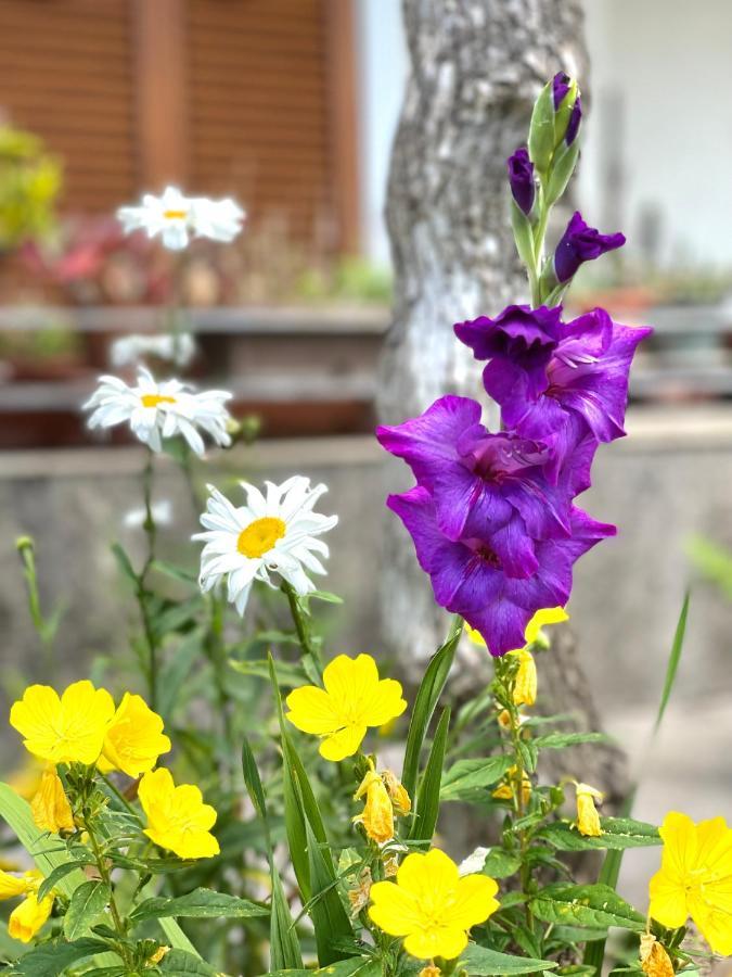 Garden House Budva Exterior foto